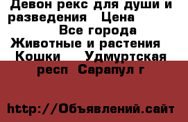 Девон рекс для души и разведения › Цена ­ 20 000 - Все города Животные и растения » Кошки   . Удмуртская респ.,Сарапул г.